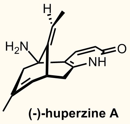 Thạch tùng thân gập giúp điều trị bệnh Alzheimer 1