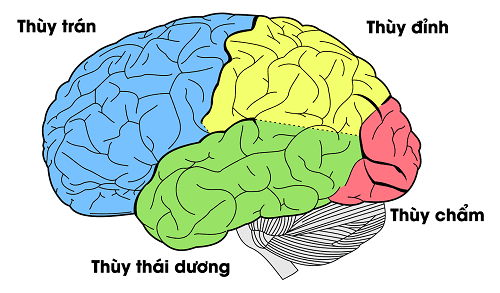 Teo thùy não - bệnh ở người lớn tuổi.