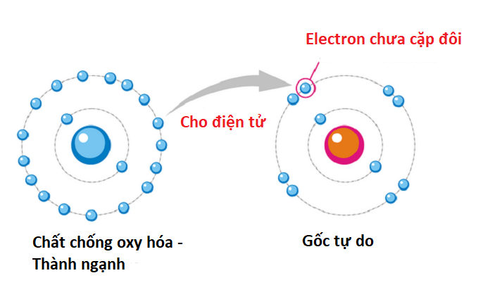 Bài thuốc quý cho người lú lẫn, sa sút trí nhớ 2